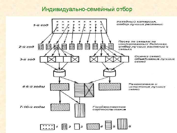 Схема селекционного процесса