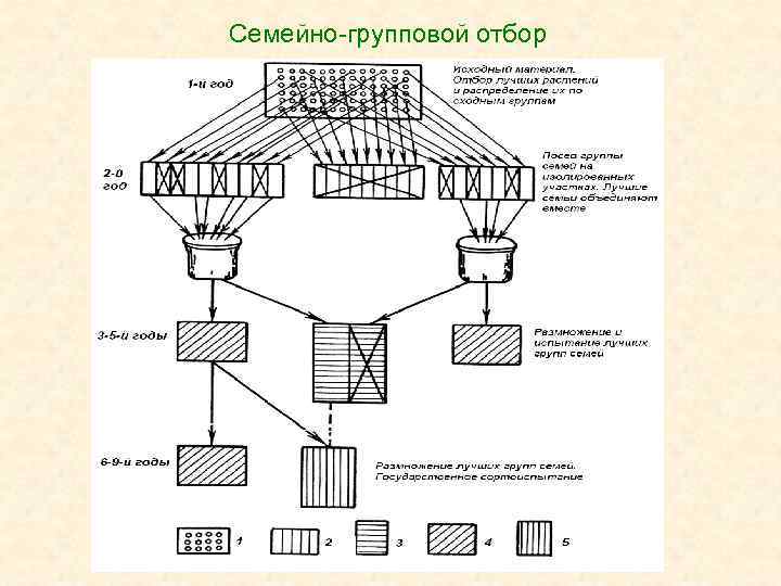 На схеме изображен отбор. Схема индивидуального отбора в селекции. Схема массовый и индивидуальный отбор. Схемы отборов. Индивидуальный и групповой отбор.