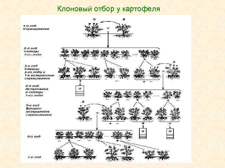 Клоновый отбор у картофеля 