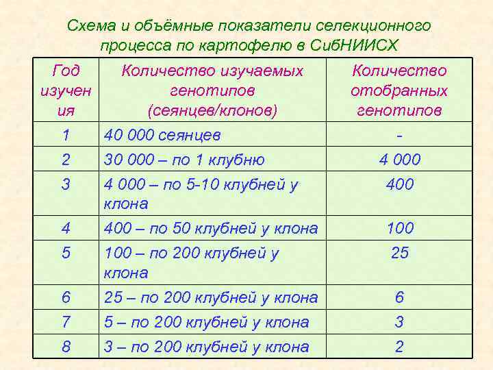 Схема и объёмные показатели селекционного процесса по картофелю в Сиб. НИИСХ Год Количество изучаемых