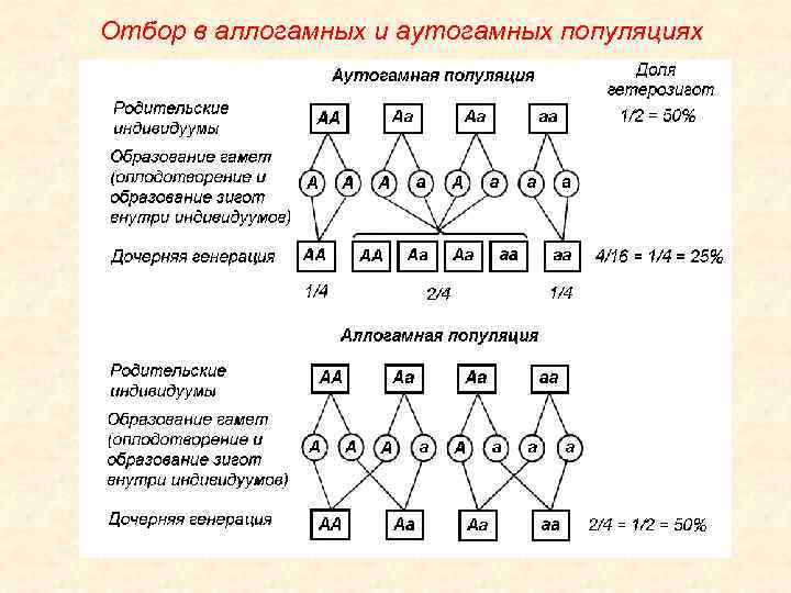 Селекция генотипов это. Закономерности наследования признаков в популяции. Аутогамные и аллогамные популяции. Отбор в генетике это. Отбор по генотипу.