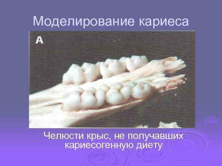 Моделирование кариеса Челюсти крыс, не получавших кариесогенную диету 