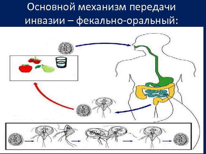 Основной механизм передачи инвазии – фекально-оральный: 