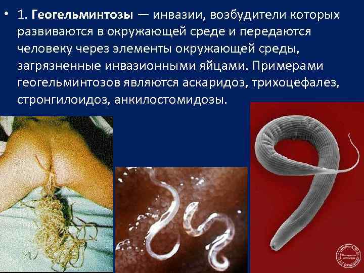  • 1. Геогельминтозы — инвазии, возбудители которых развиваются в окружающей среде и передаются