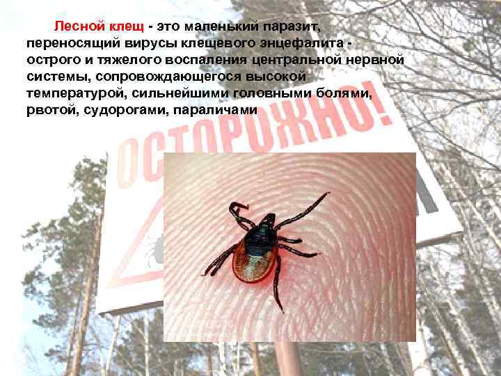  Лесной клещ - это маленький паразит, переносящий вирусы клещевого энцефалита - острого и
