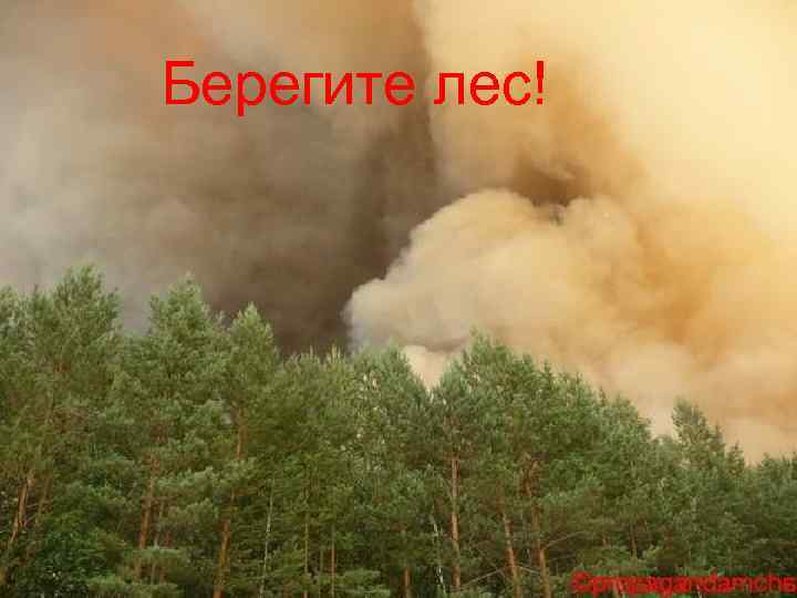 Берегите лес! 