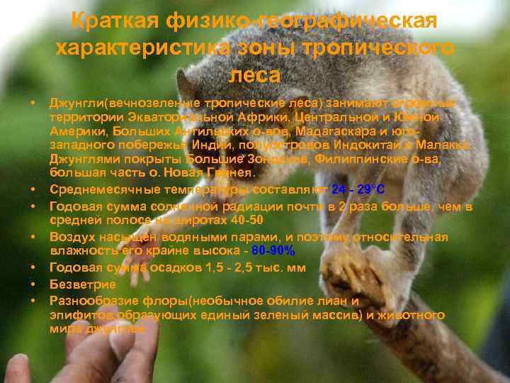 Краткая физико-географическая характеристика зоны тропического леса • • Джунгли(вечнозеленые тропические леса) занимают огромные территории