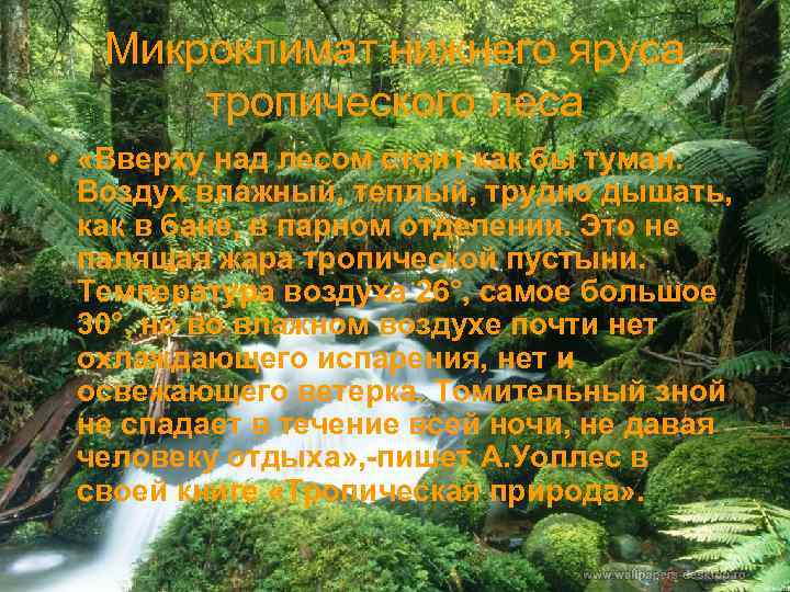 Микроклимат нижнего яруса тропического леса • «Вверху над лесом стоит как бы туман. Воздух