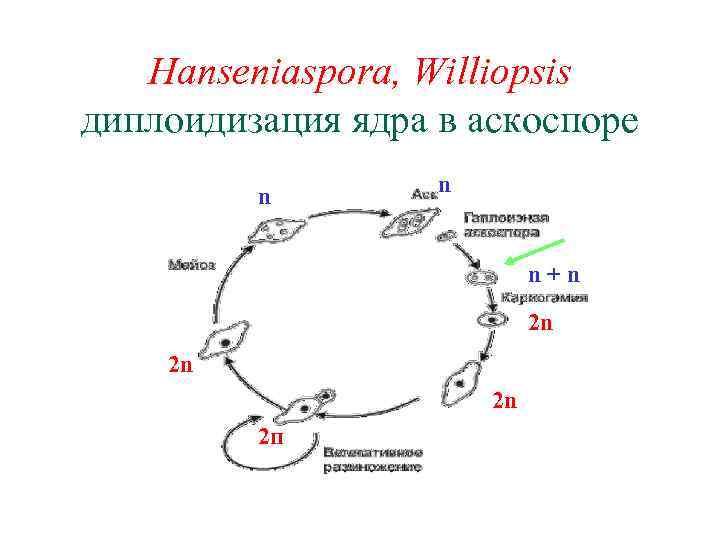 Hanseniaspora, Williopsis диплоидизация ядра в аскоспоре n n n+n 2 n 2 п 