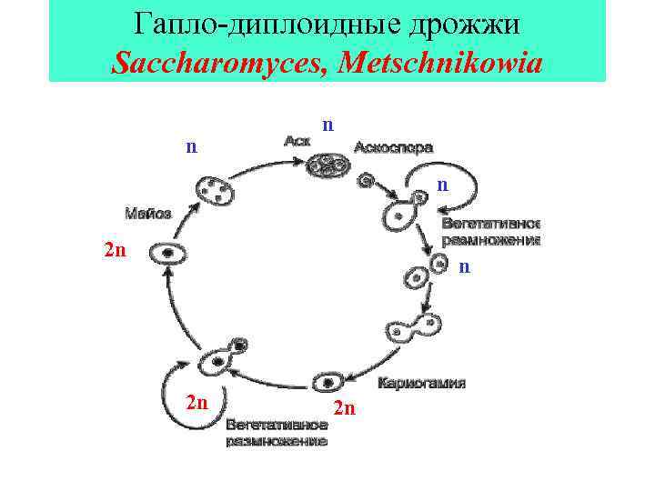 Каким номером на рисунке обозначена диплоидная