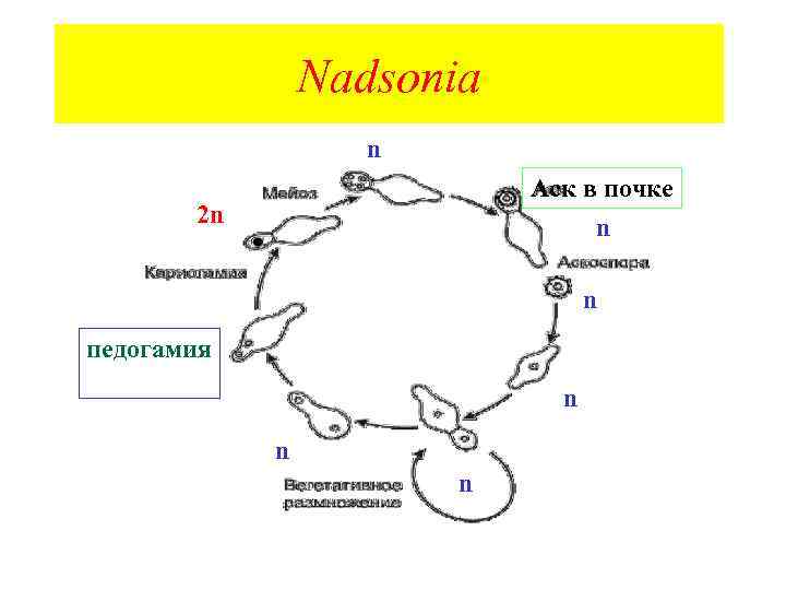 Nadsonia n Аск в почке n 2 n n педогамия n n n 