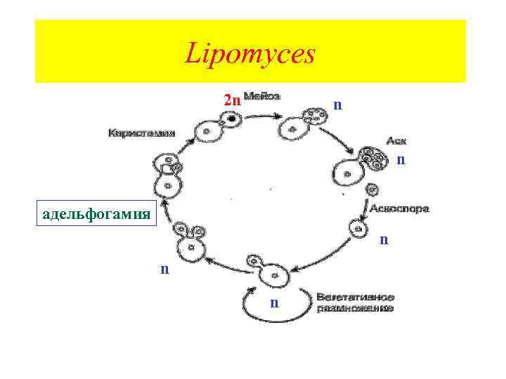 Lipomyces 2 n n n адельфогамия n n n 