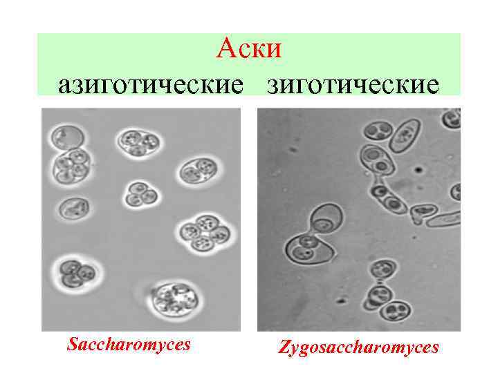Аски азиготические Saccharomyces Zygosaccharomyces 