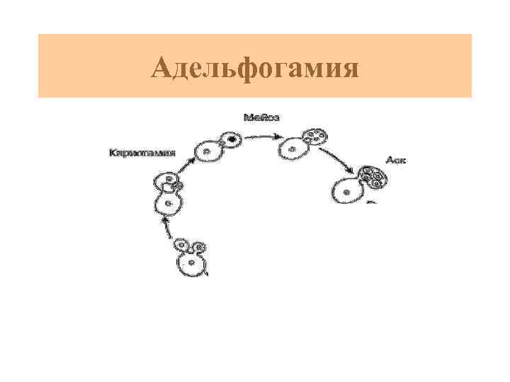 Адельфогамия 