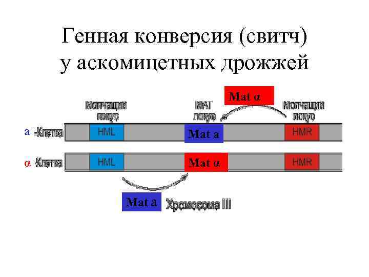 Генная конверсия (свитч) у аскомицетных дрожжей Mat α a Mat a α Mat a