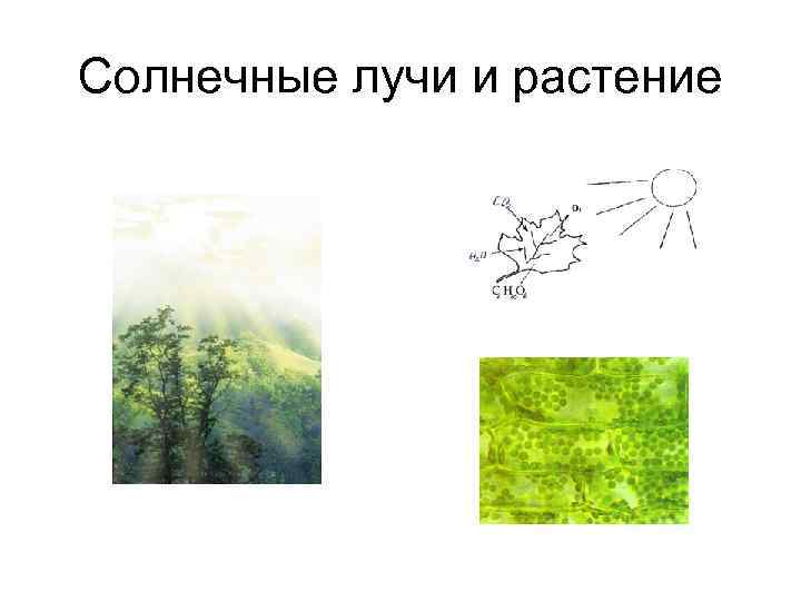 Солнечные лучи и растение 