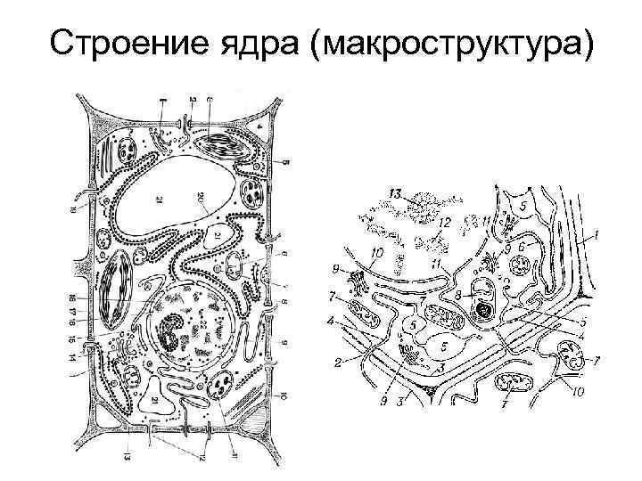 Строение ядра (макроструктура) 