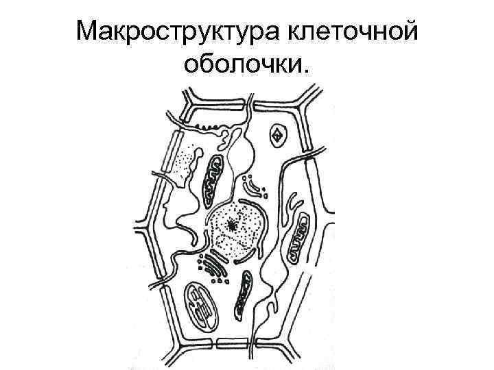 Макроструктура клеточной оболочки. 