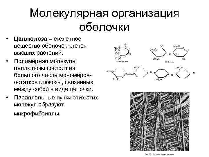 Схема образования целлобиозы