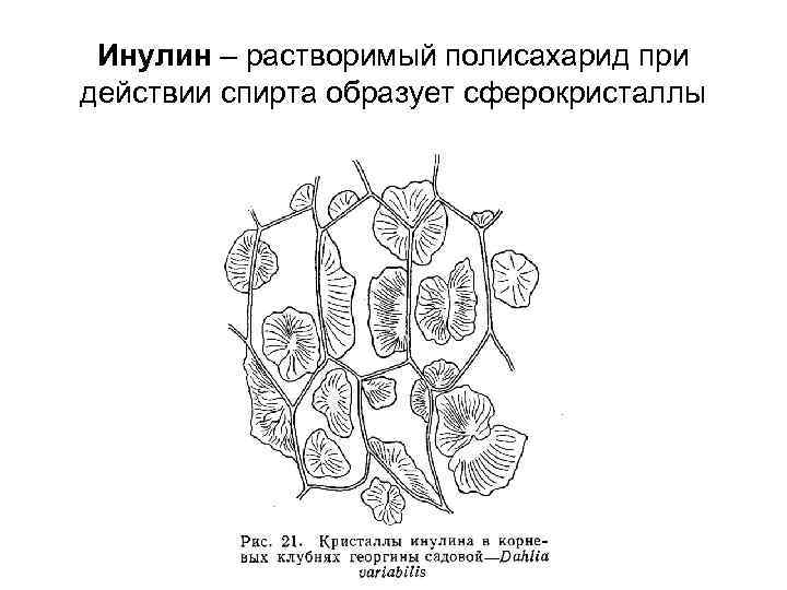 Рассмотрите изображение растений паслен клубненосный порфира пестрая хламидомонада