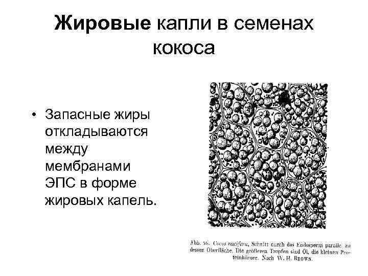 Жировые капли в семенах кокоса • Запасные жиры откладываются между мембранами ЭПС в форме