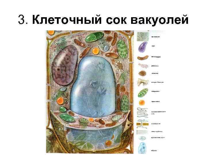 Рисунок вакуоль в растительной клетке