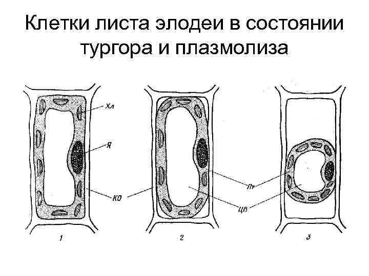 Клетки листа элодеи в состоянии тургора и плазмолиза 