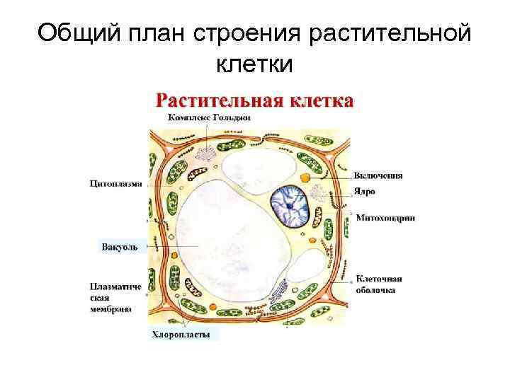 Общий план строения растительной клетки 
