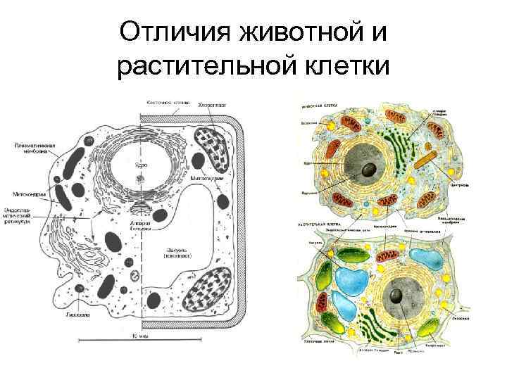 Рассмотри изображение растительной клетки и ответь на вопросы какой цифрой обозначена вакуоль