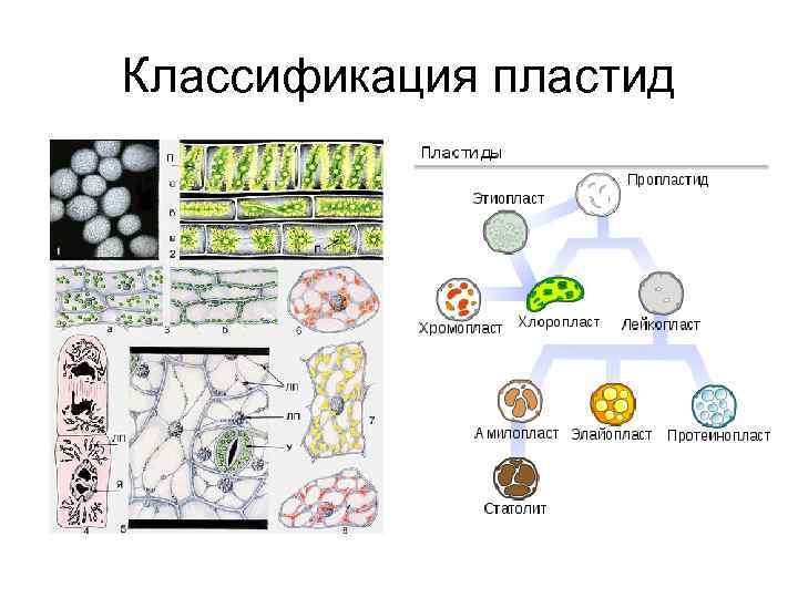 Классификация пластид 