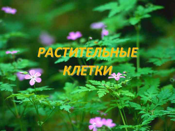 РАСТИТЕЛЬНЫЕ КЛЕТКИ 