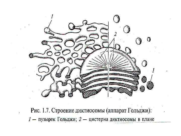 Рисунок егэ аппарат гольджи