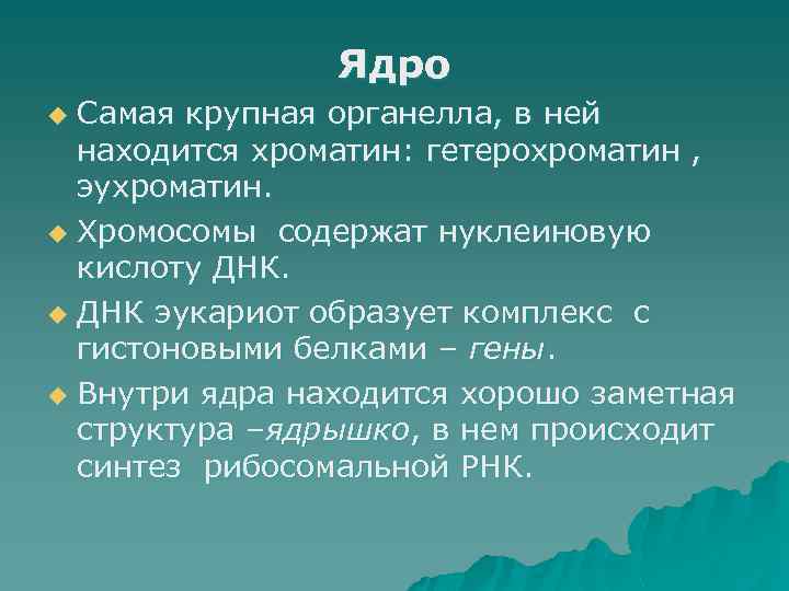 Ядро Самая крупная органелла, в ней находится хроматин: гетерохроматин , эухроматин. u Хромосомы содержат