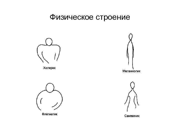 Физическое строение 