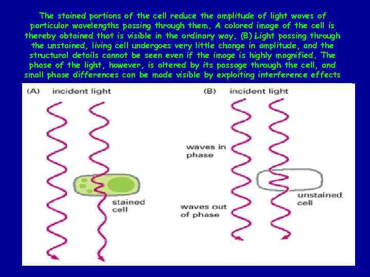 The stained portions of the cell reduce the amplitude of light waves of particular