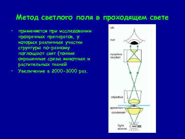 В методе темного поля микроскопии изображение объекта получается