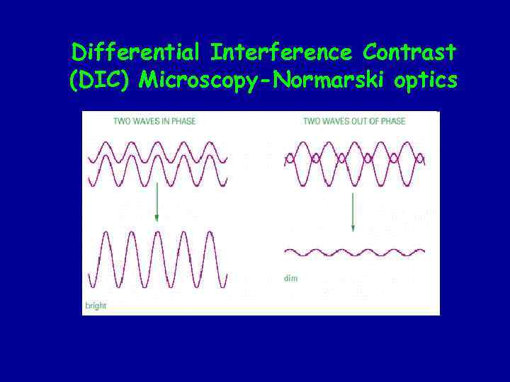 Differential Interference Contrast (DIC) Microscopy-Normarski optics 