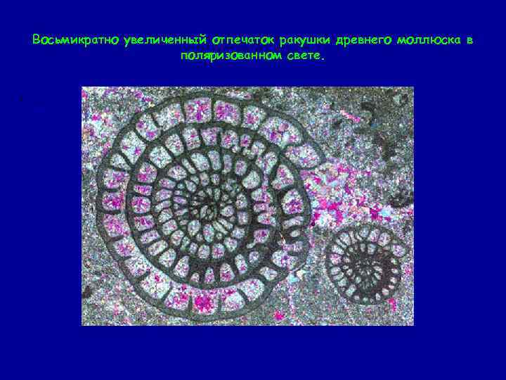 Восьмикратно увеличенный отпечаток ракушки древнего моллюска в поляризованном свете. • . 