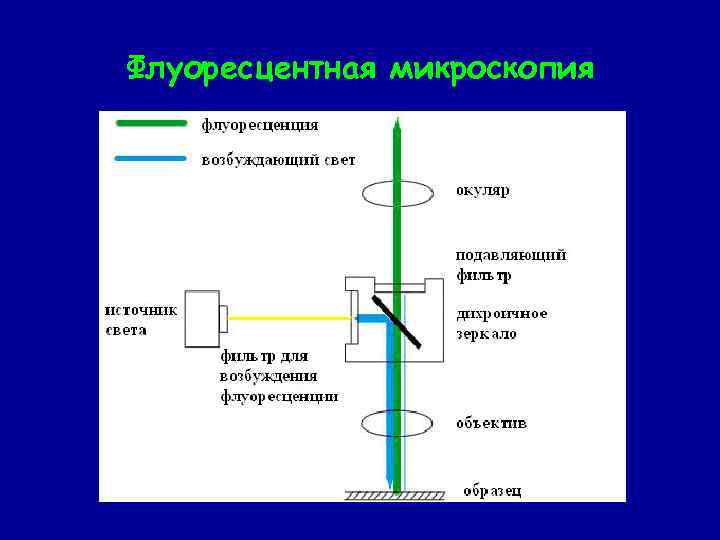 Флуоресцентная микроскопия 