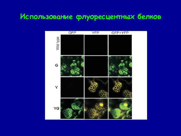 Использование флуоресцентных белков 