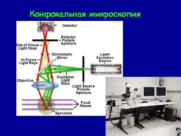 Конфокальная микроскопия