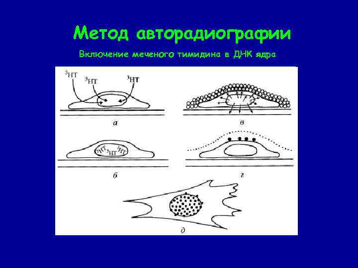 Метод авторадиографии Включение меченого тимидина в ДНК ядра 