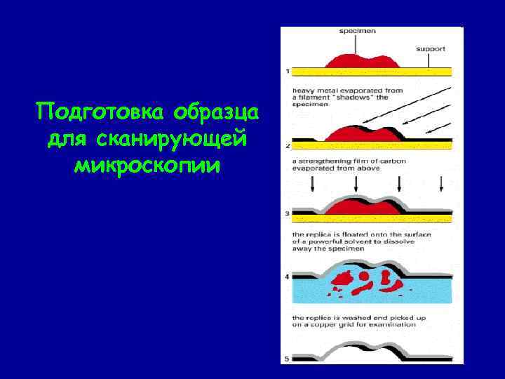 Подготовка образца для сканирующей микроскопии 