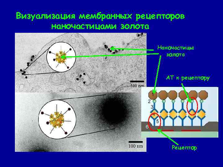 Визуализация мембранных рецепторов наночастицами золота Наночастицы золота АТ к рецептору Рецептор 