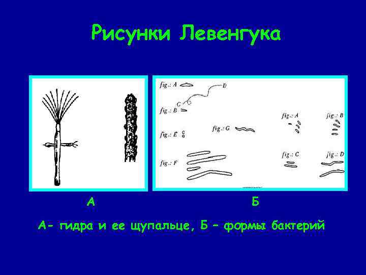 Рисунки Левенгука А Б А- гидра и ее щупальце, Б – формы бактерий 