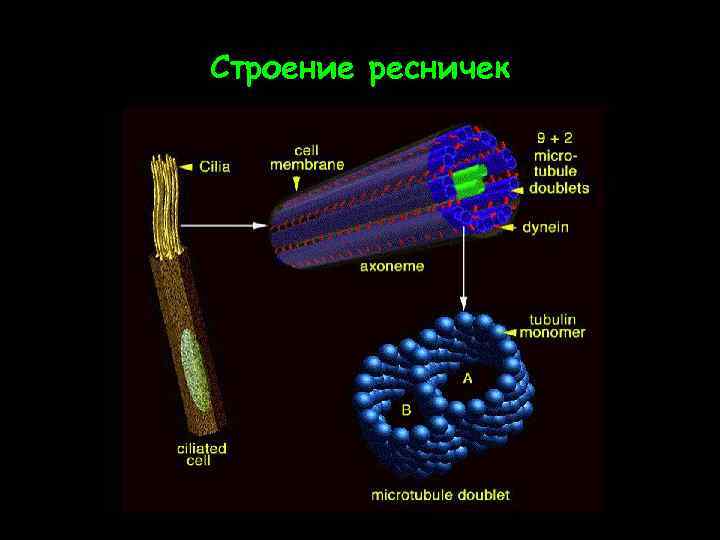 Строение ресничек 