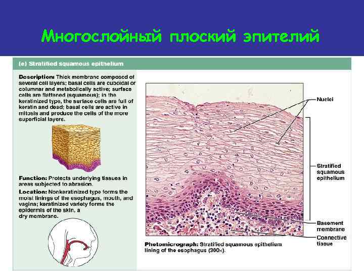 Многослойный плоский эпителий Figure 4. 3 e 