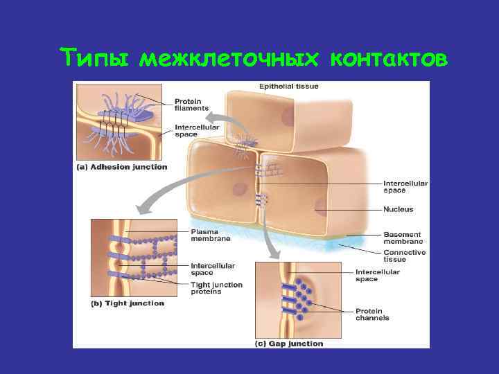 Типы межклеточных контактов 