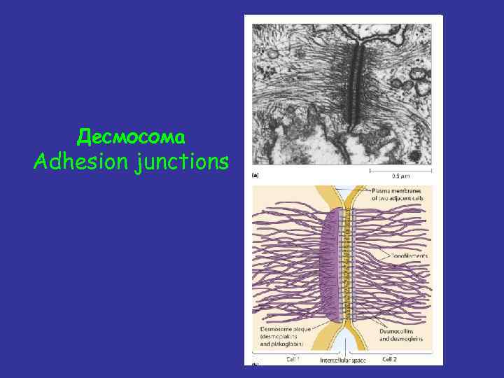 Десмосома Adhesion junctions 