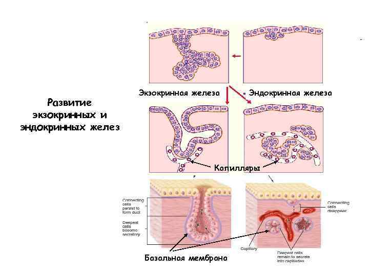 Развитие экзокринных и эндокринных желез Экзокринная железа Эндокринная железа Капилляры Базальная мембрана 